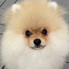 Stream igraj i pobedi by thcf kosarkaska himns by rip juice wrld