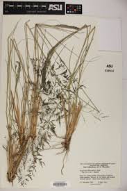 Image result for Eragrostis heteromera