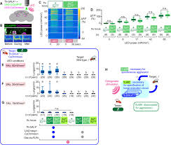 The reward system in happy glass depends on how much of the pen tool you'll use. Layered Roles Of Fruitless Isoforms In Specification And Function Of Male Aggression Promoting Neurons In Drosophila Elife