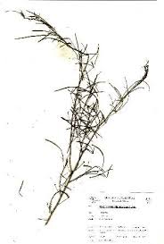 Image result for Maerua duchesnei