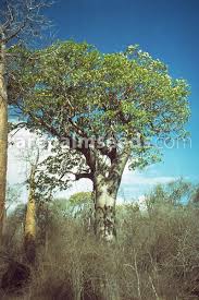 Image result for Wahlenbergia madagascariensis