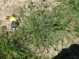 Image result for Tristachya