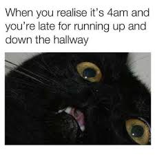 Purr fiction / cat fiction. Caturday Posts Facebook