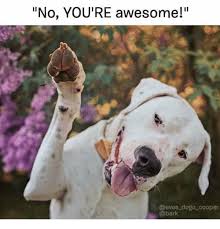 No You Re Awesome Dogo Cooper Meme On Ballmemes Com