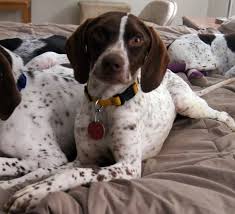 Puppies will be available end of march. Dog For Adoption Gimli A German Shorthaired Pointer In Salt Lake City Ut Petfinder