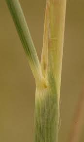 Image result for Trachypogon spicatus