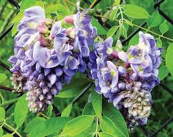 Image result for Wisteria