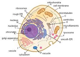 Closeup views and animations of certain organelles is provided. Ch 3 Review Guide Answer Key