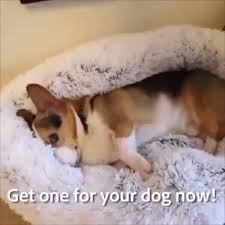 Make It Count Save 76 Now Comfy Calming High Stretch Soft Pet Dog Bed Cat House Bed Calming Hayvan Bebekler Evcil Hayvan Kiyafetleri Evcil Hayvanlar