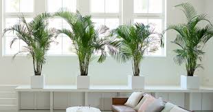 Maybe you would like to learn more about one of these? Areca Palm Houseplant Of The Month February 2020 Flower Council