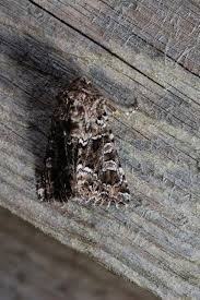 Image result for Hadena perplexa