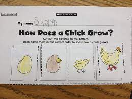 Life Cycle Of A Chicken Chicken Life Cycle Life Cycles Preschool Life Cycles