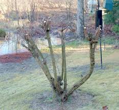 While both shrubs and the trees belong to the same genus: Georgia Backyard Nature Shrubs