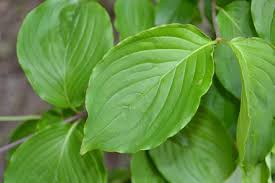 Image result for Cornus mas