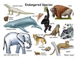 Animals Endangered Animals Endangered Species Activities Endangered Animals Project