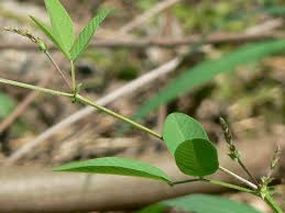 Image result for Bouffordia