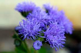 Purple Flowers Viewbug Com Purple Flowers Anemone Flower Flowers