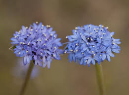 Brunonia Australis Blue Pincushion Flower Pots Flowers Orchids