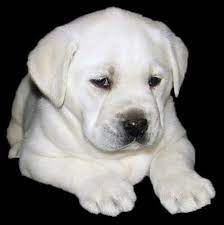 Supreme Quality Male Labrador Puppy From Finest Pedigree To Good And Loving Home Only Labrador Retriever Puppies White Lab Puppies Labrador Retriever