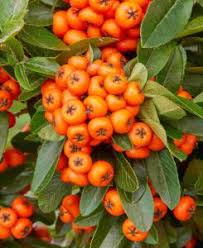 Image result for Pyracantha coccinea soleil d'or