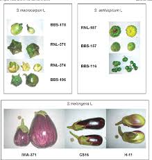 Image result for Solanum macrocarpon