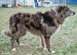 Ich kann keine 100%ge garantie geben , das es sich bei den zu vermittelnden hunden um reine altdeutsche hütehunde handelt, was denke ich auch nicht das. Altdeutscher Hutehund Tiger Arco Altdeutscher Tiger Welpe N Zuhause Gefunden Tierhilfe Nidda E V Happy Ends Archiv Von Zergportal De