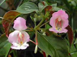 Image result for Pogonospermum attenuifolium