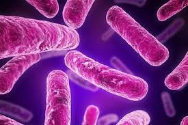 The reason for this decision is several patients infected with klebsiella. New Delhi Atakuje I Zabija Bakteria Jest Odporna Na Leki Kociewiak Pl