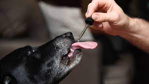 Hemp oil contains a compound called cannabidiol. Opinion Why You Shouldn T Give Your Pet Cbd Or Marijuana Marketwatch