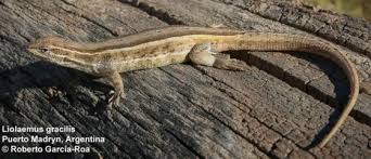 Image result for Laggera gracilis