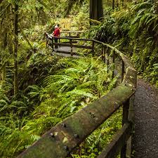 For shorter visits, the valley has a scenic loop drive and short trails through temperate rain forest in both olympic national park and olympic national forest. Quinault Rain Forest Nature Trail Loop Outdoor Project