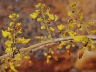 Image result for Coleotrype natalensis