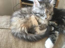 Again featured in cat fancy magazine! Beautiful Maine Coon Kittens Cats And Kittens