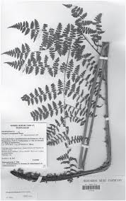 Image result for Dryopteris pentheri