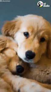 Maybe you've just adopted a gorgeous golden, or maybe you're thinking about bringing one of these sweet pups home soon. Golden Retrievers Gifs Get The Best Gif On Giphy