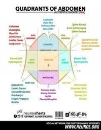 Divided into 9 regions by divided into 4 quadrants by single vertical and horizontal imaginary planes. 7 Quadrants Of The Abdomen Ideas Quadrants Of The Abdomen Nursing School Notes Nursing Study