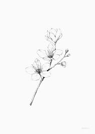Black And White Cherry Blossom Vine Tattoo Flowers Cherry Blossom Blossom Tattoo Cherry Blossom Tattoo Cherry Blossom Drawing