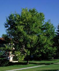 The tree in the backyard that blazes with red, orange, and yellow foliage in autumn is most likely a maple. Manitoba Maple Box Elder Maple Trees Of Manitoba Inaturalist