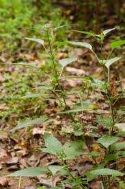 Image result for Dicliptera hensii