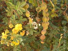 Image result for Acacia nilotica