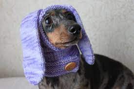 Knitting Pattern Dog Hat Rabbit Hood Mini Dachshund Hat Etsy Dog Hoodie Pattern Dog Sweater Pattern Dachshund Hat