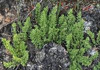 Image result for Woodsiaceae