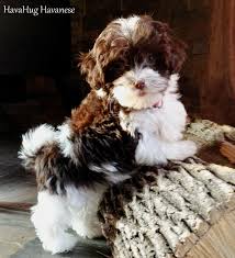 Jacqueline carney detroit, mi phone: Havahug Havanese Puppies Havahug Havanese Puppies Of Michigan