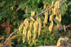 Image result for Fraxinus angustifolia