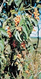 Image result for Celastraceae