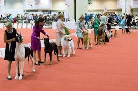 Argentinos juniors, argentine centennial sports club. Junior Showmanship American Kennel Club