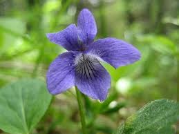 Image result for Viola abyssinica