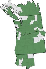 Image result for Conyza limosa