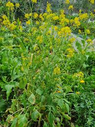 Image result for Brassica juncea