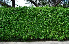 After digging a hole, always soak with water so surrounding dirt doesn't dry out the root ball after planting. Indian Wells Ficus Hedge Could Cost 10 Million